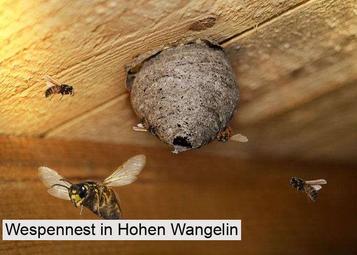 Wespennest in Hohen Wangelin